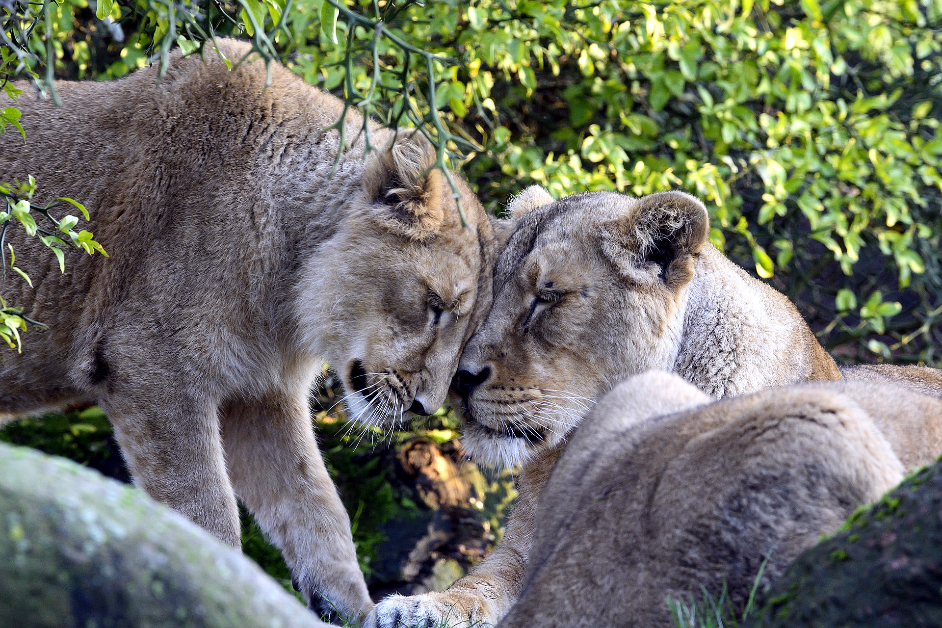 The Lizard, the Lion and the Lamb: The Tension Between Fear, Action and Just Being Present