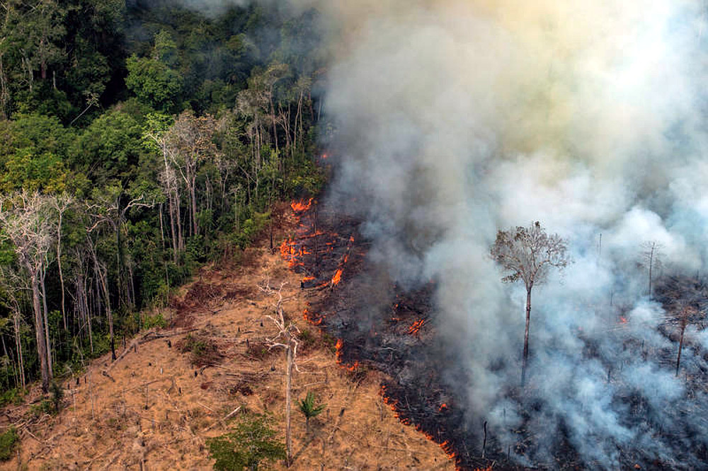 Trending: CDP, LA, NYC Call for Radical Shift in Companies’ Treatment of Forests