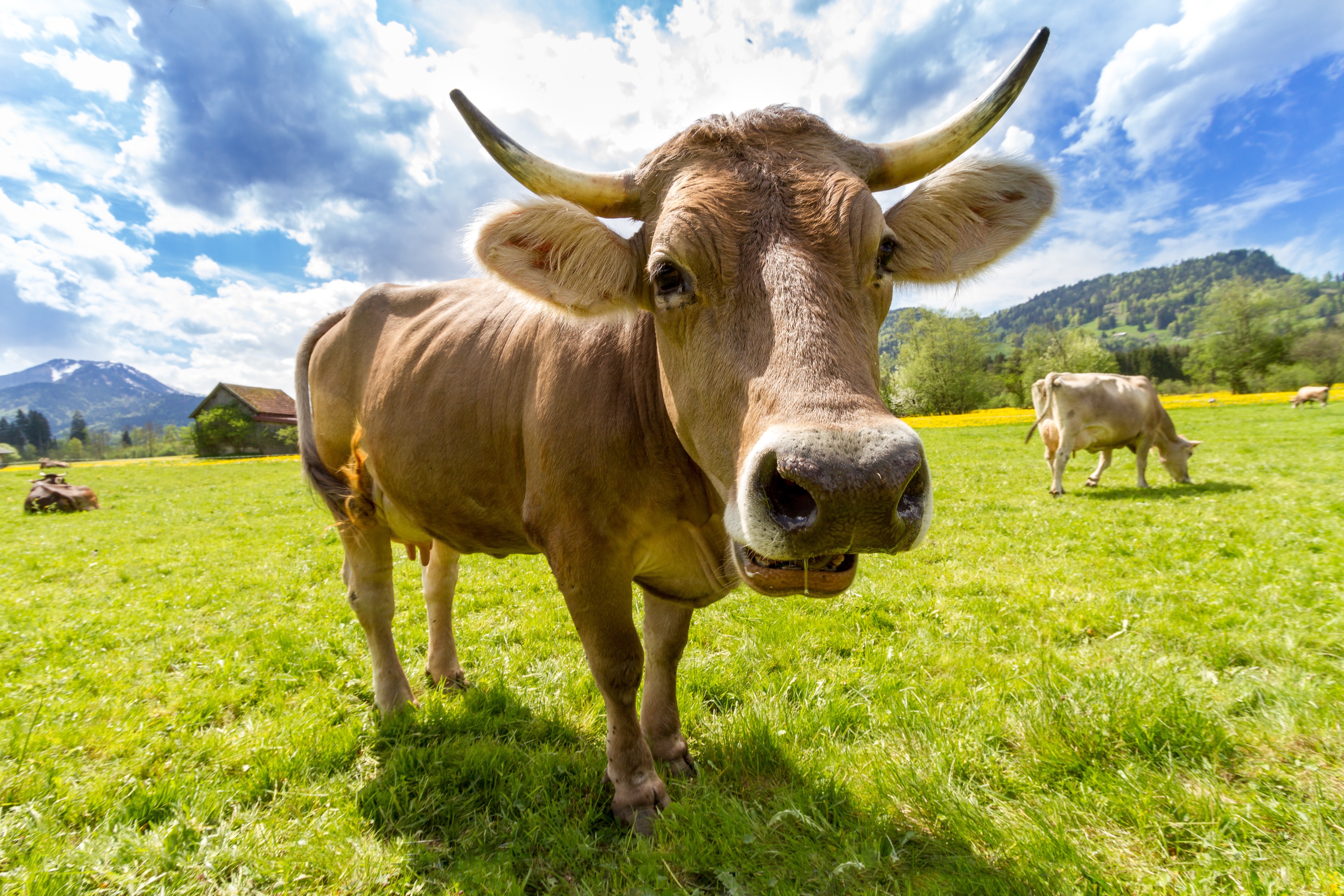 Diversey:  Re-evaluating Your Chemical Choices in the Milking Parlour Can Reduce Carbon Emissions