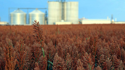 These Underutilized Grains Hold the Key to Climate-Proofing Our Food System