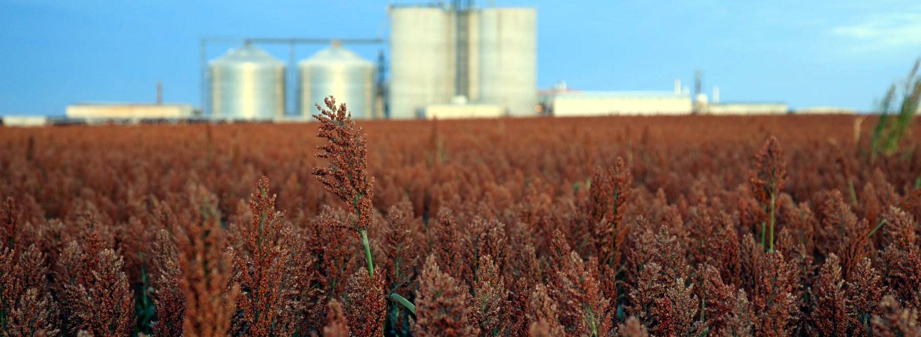 These Underutilized Grains Hold the Key to Climate-Proofing Our Food System