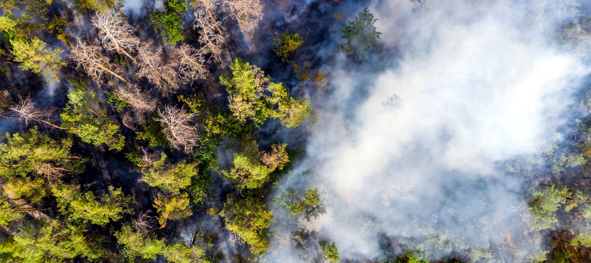 This Startup Could Spark a Revolution in Early-Wildfire Detection