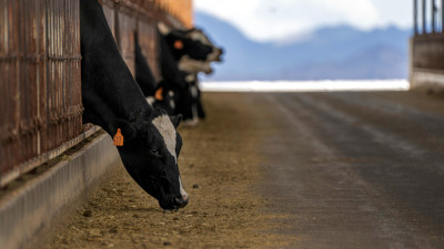 US Meat Industry: Meat, Dairy Sustainability Efforts Contribute to Global Goals