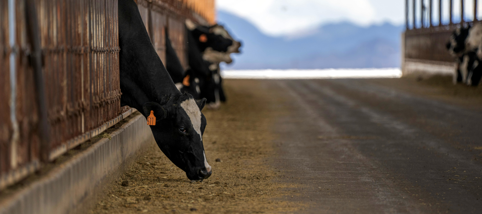 US Meat Industry: Meat, Dairy Sustainability Efforts Contribute to Global Goals