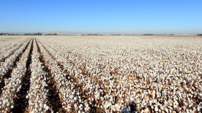 How SustainCERT and Regrow Ag Are Transforming Cotton Cultivation