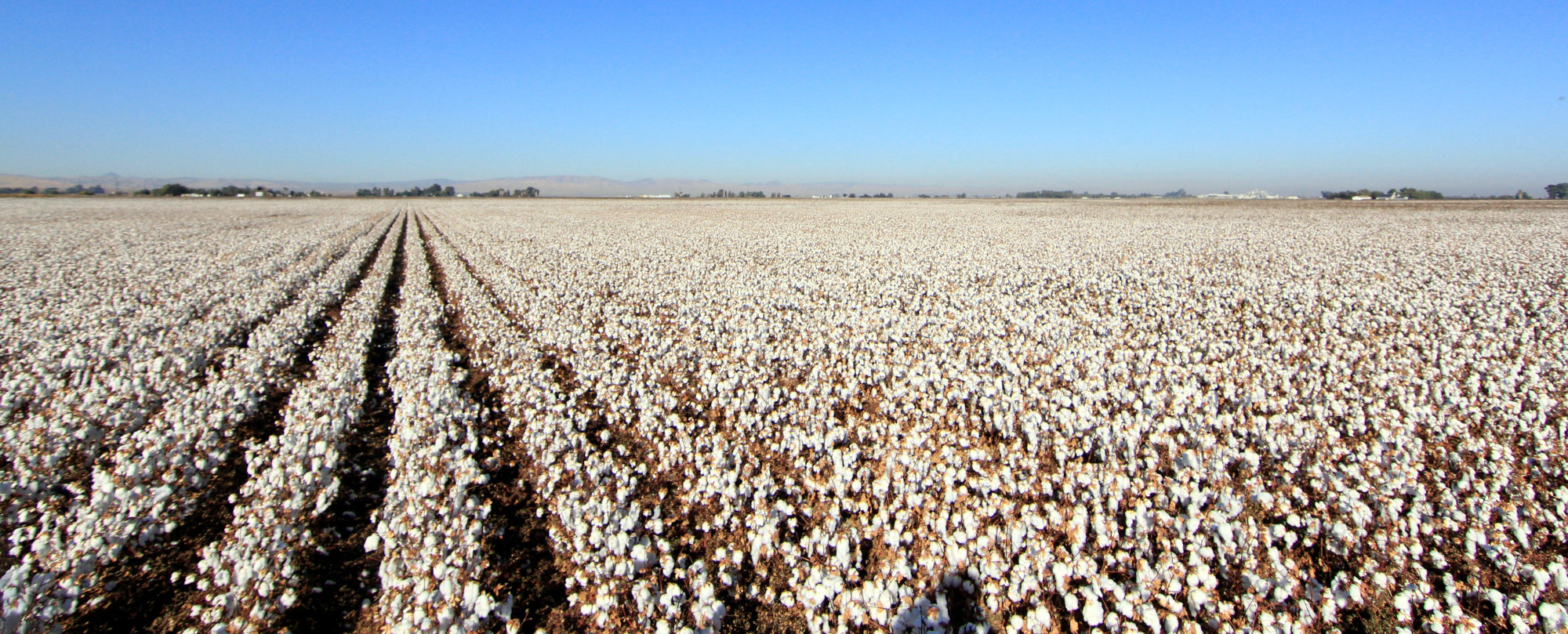 How SustainCERT and Regrow Ag Are Transforming Cotton Cultivation