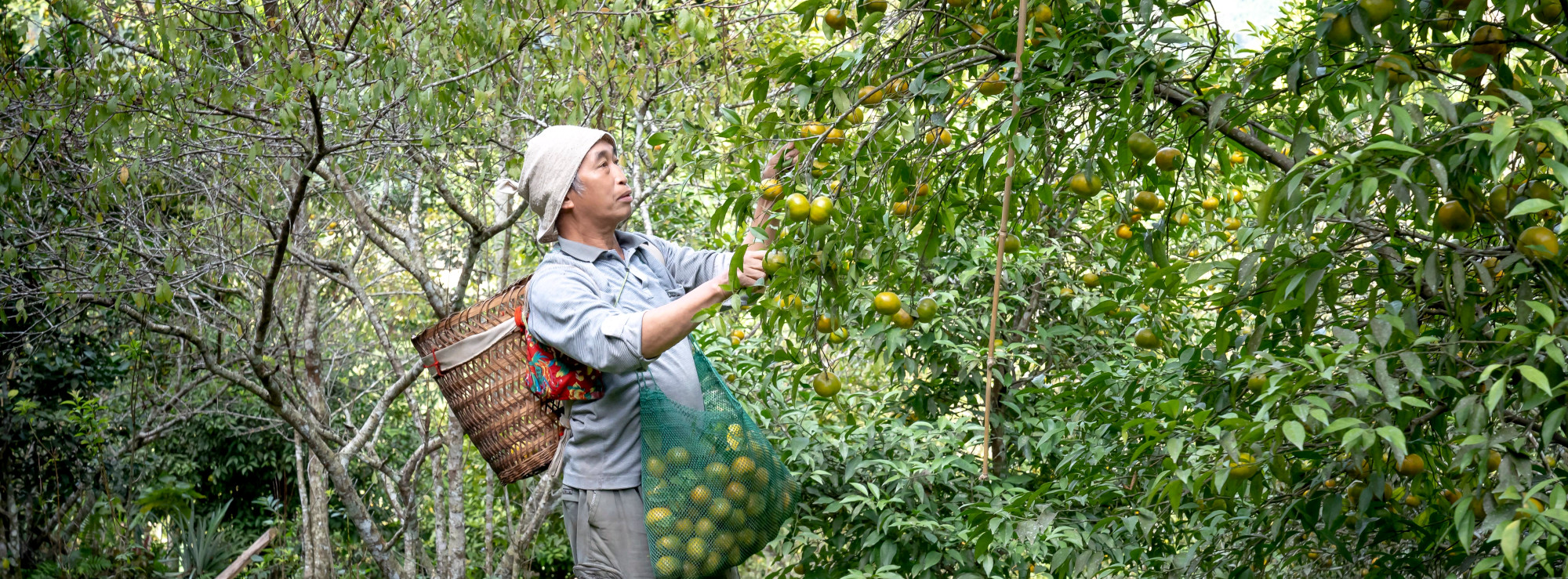 Streamlining Certification Will Help Scale a Sustainable Food System