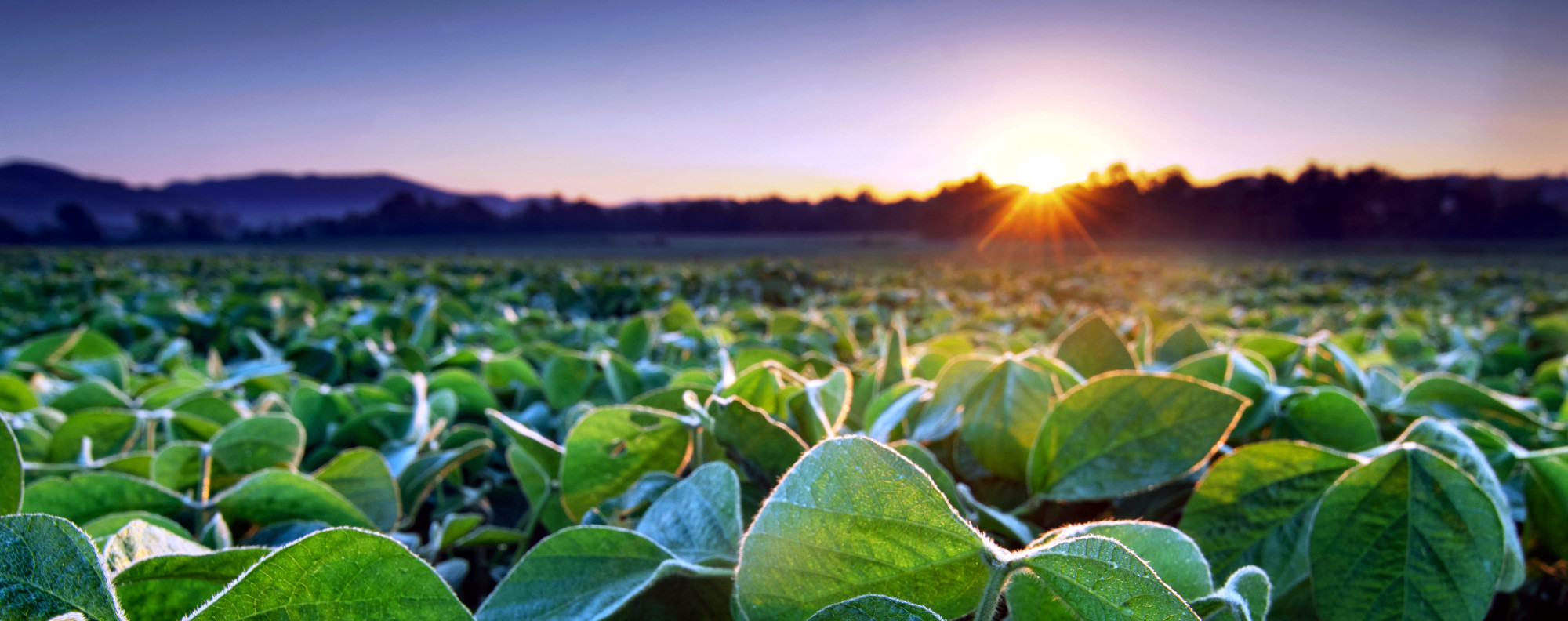 How US Soy Is Cultivating Sustainability Around the World