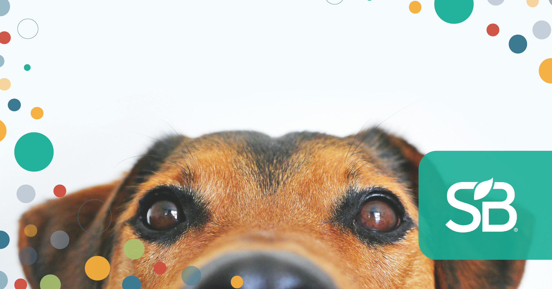 Petco Shows Progress in Supporting the Health of Pets, People and