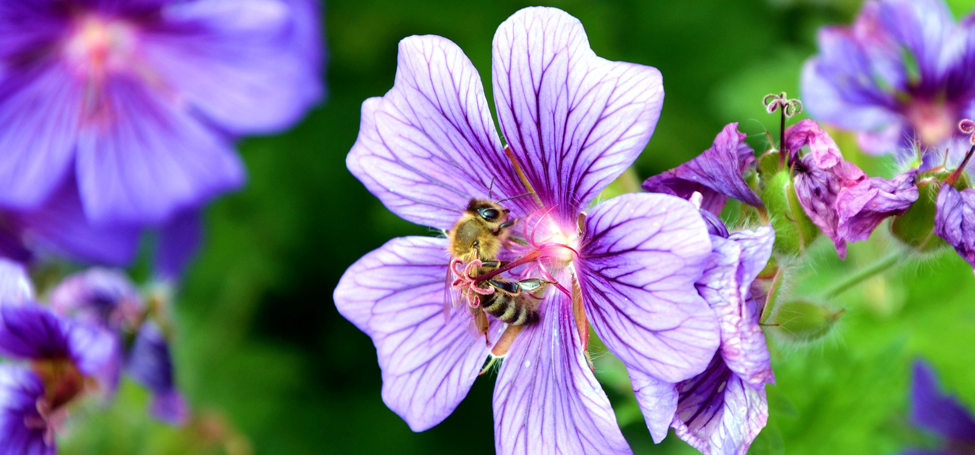 A Buzzworthy Solution: The World's First Government-Approved Bee Vaccine