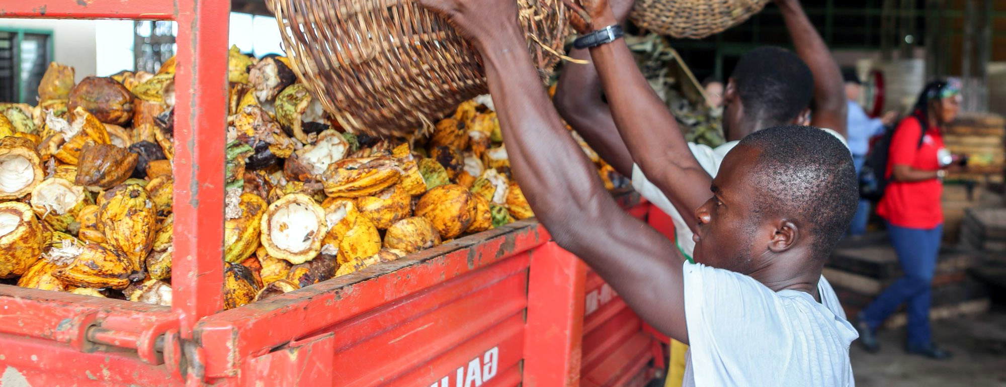 Industry Working to Make Chocolate Production Sweeter for Cocoa Farmers