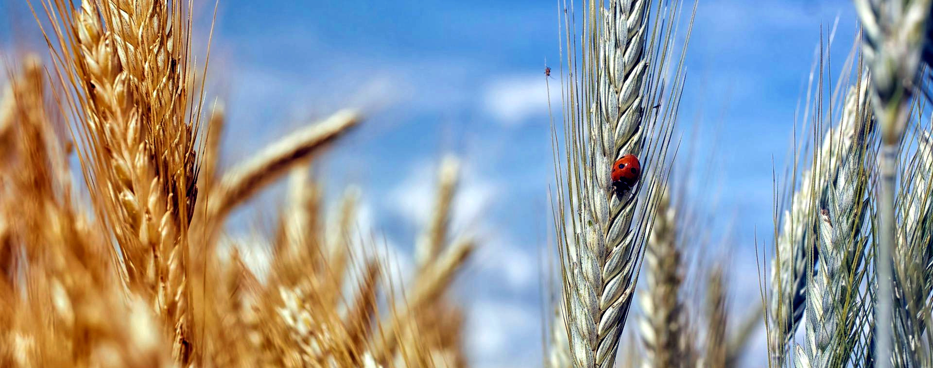 Regenerative Ag Practitioners Gather to Share Notes from the Field