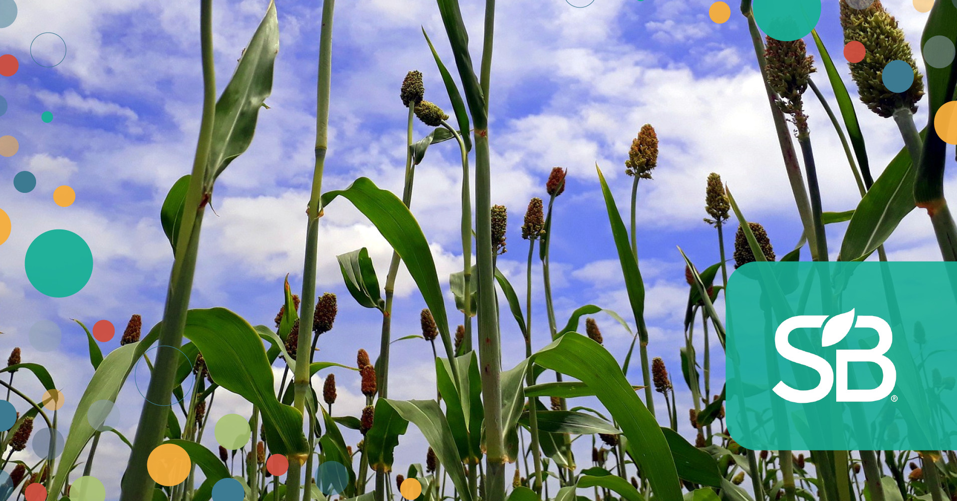 Could GMOs Increase Global Food Security in a Changing Climate ...