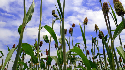 Could GMOs Increase Global Food Security in a Changing Climate?