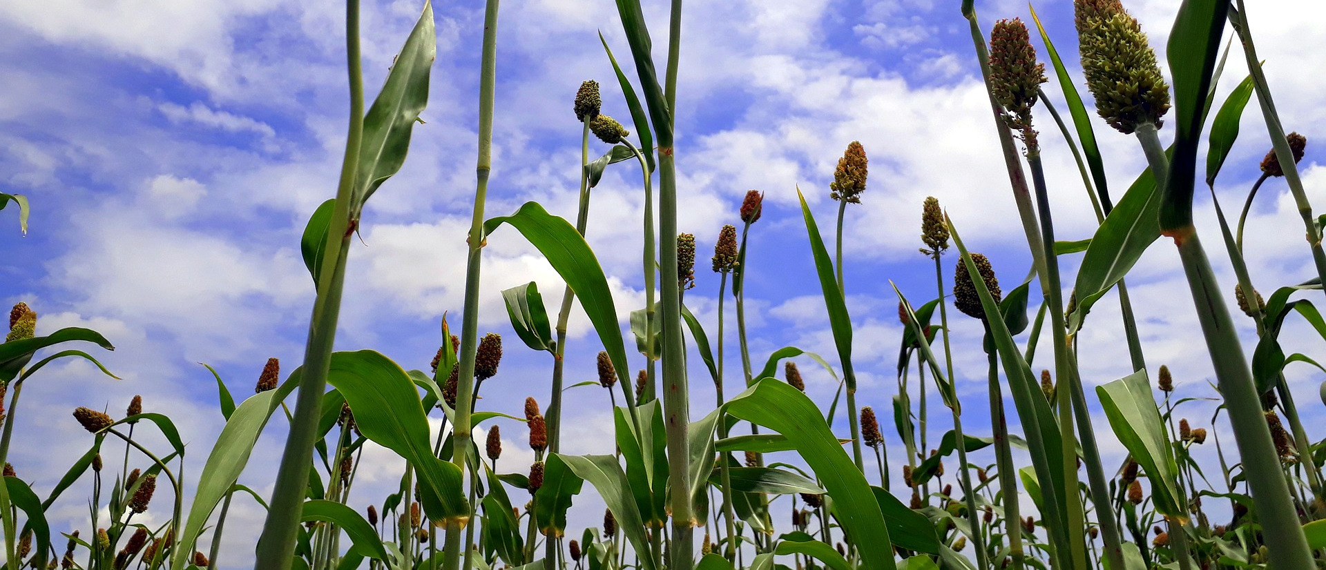 Could GMOs Increase Global Food Security in a Changing Climate?