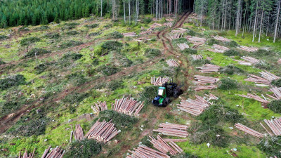 More Companies Cutting Deforestation Out of Supply Chains