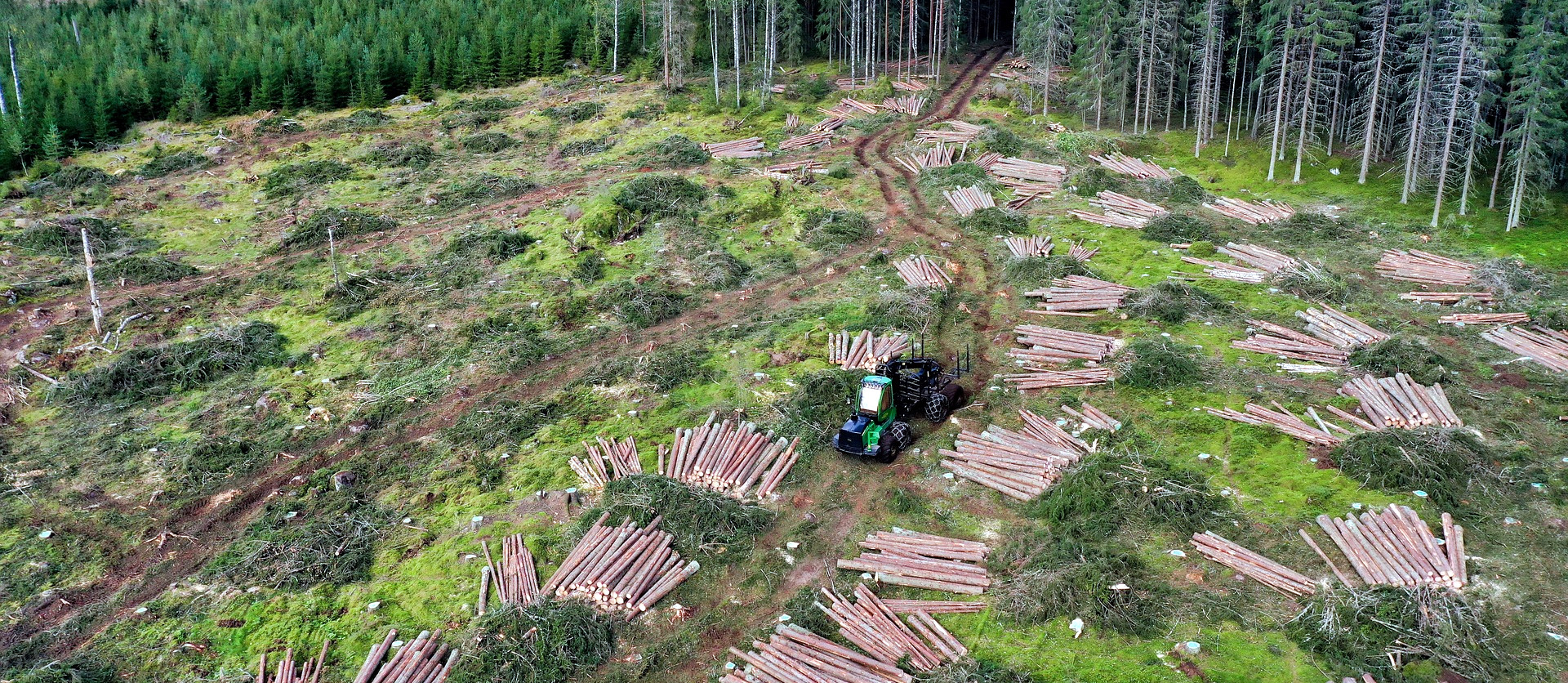 More Companies Cutting Deforestation Out of Supply Chains