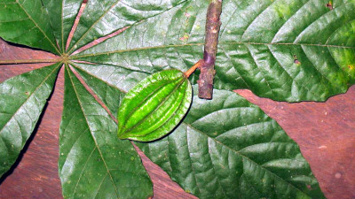 Scientists Discover New Plants That Could Lead to Climate-Proof Chocolate