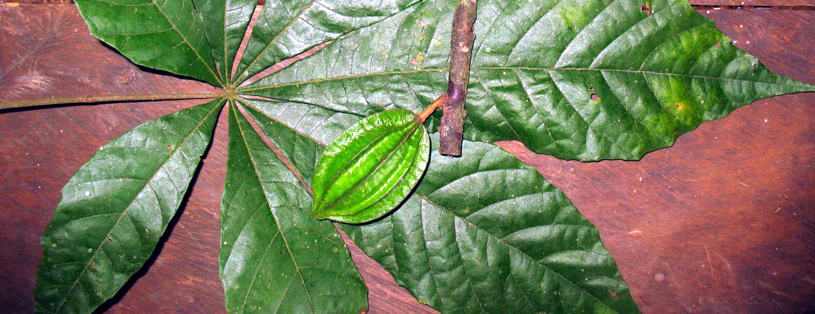 Scientists Discover New Plants That Could Lead to Climate-Proof Chocolate