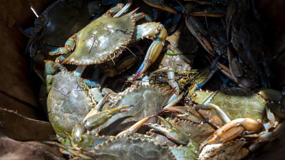 A Cracking New Use for Shellfish Waste: Extending the Life of Produce