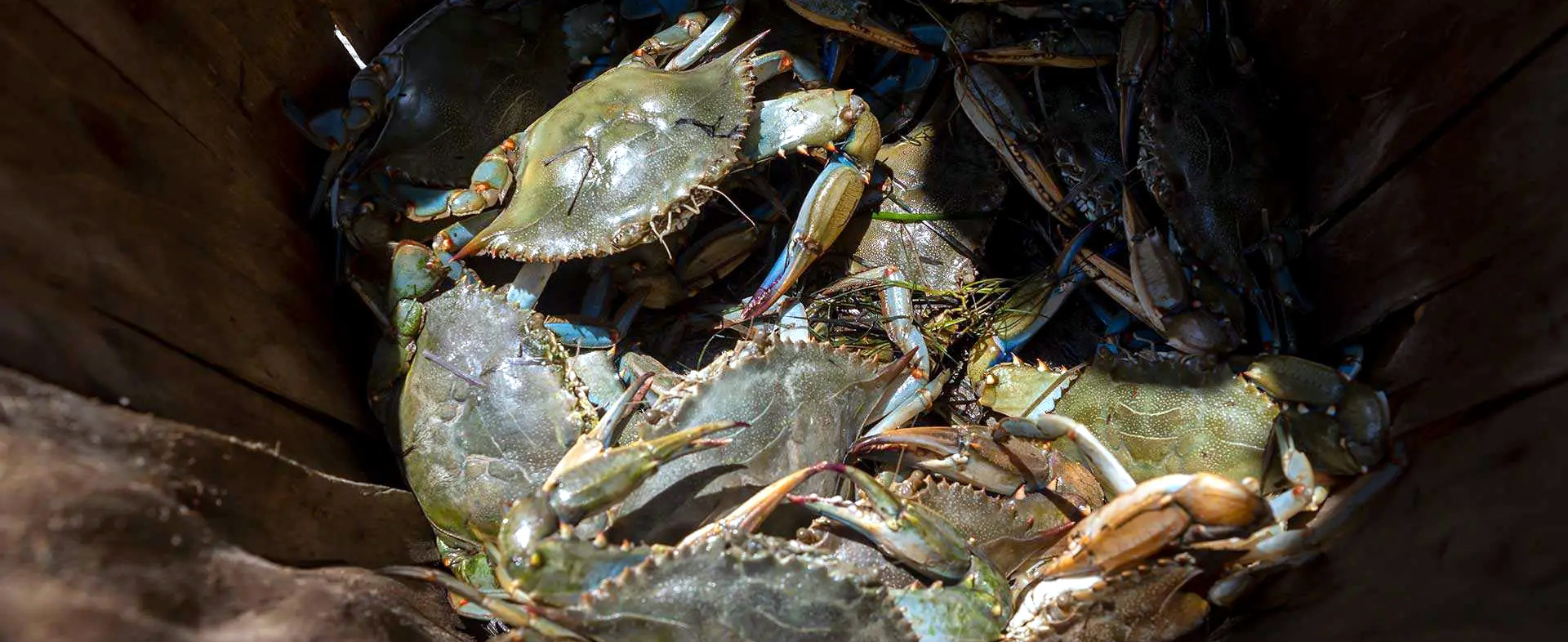 A Cracking New Use for Shellfish Waste: Extending the Life of Produce