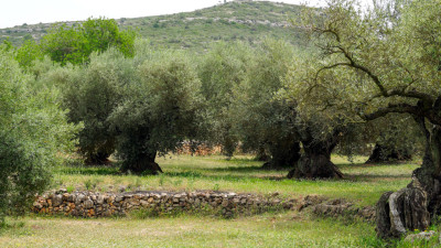 Ancient Olive Trees Key to Protecting Region’s Ecology and Economy