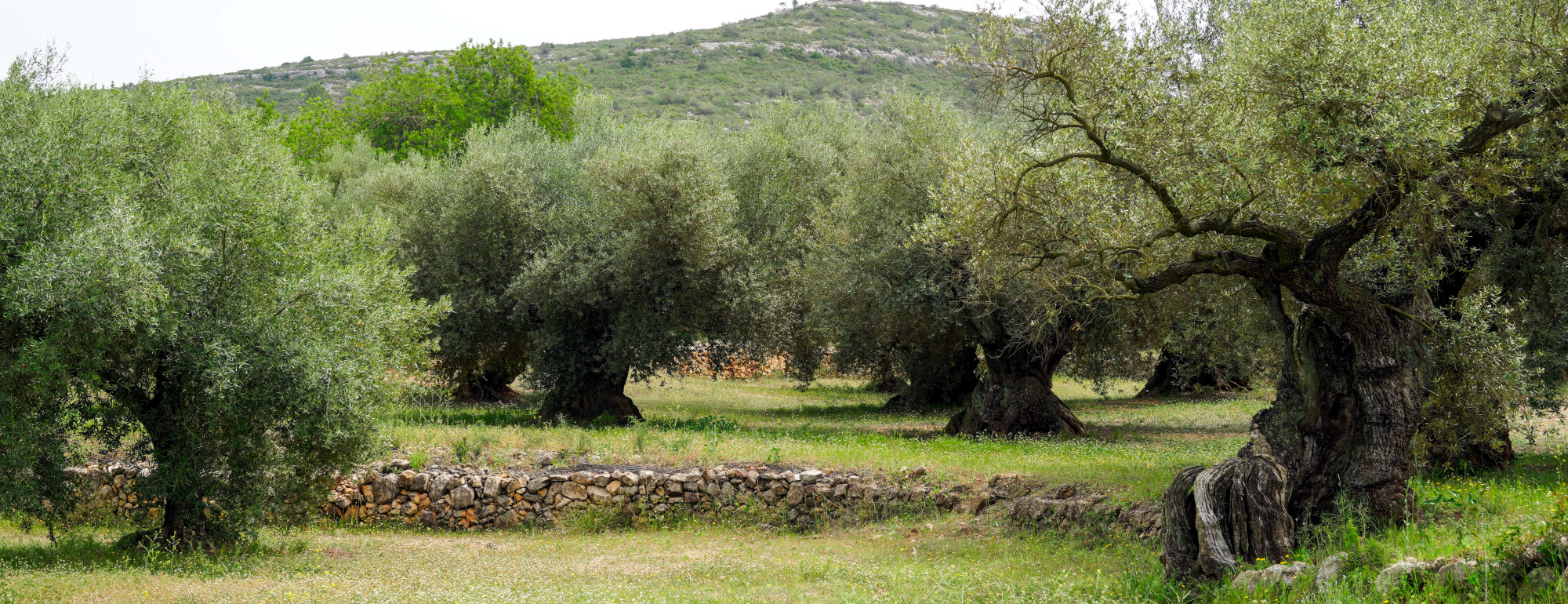 Ancient Olive Trees Key to Protecting Region’s Ecology and Economy