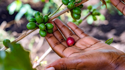 Breeding New Hope for the Future of Coffee in a Climate-Changing World