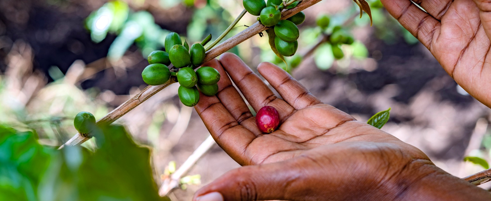 Breeding New Hope for the Future of Coffee in a Climate-Changing World