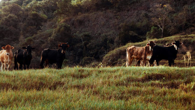 What is Real Organic Ranching?