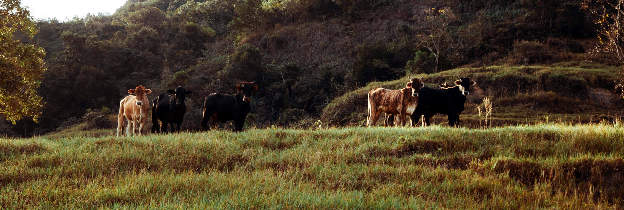 What is Real Organic Ranching?