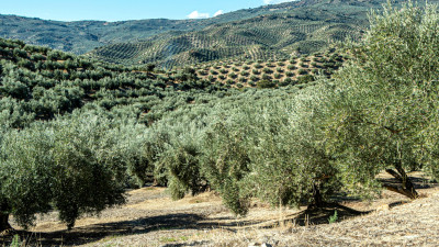 Future-Proofing Olive Farming: Balancing Tradition and Modern Practices