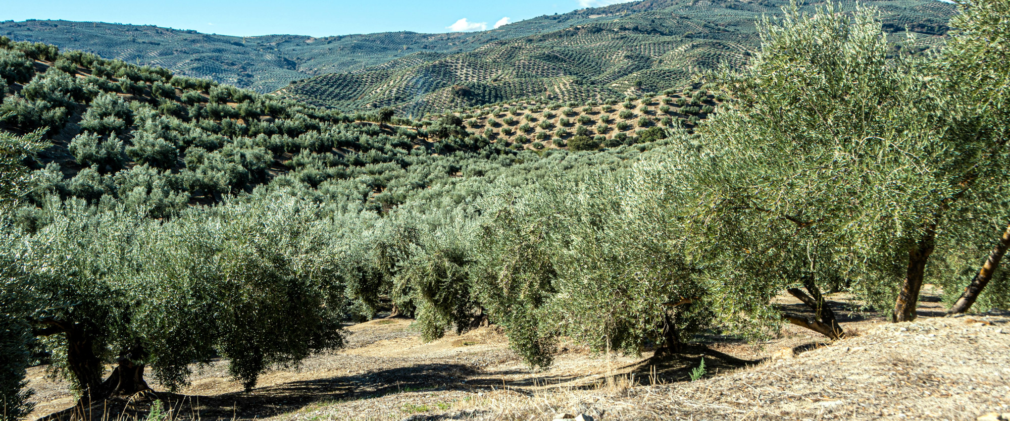 Future-Proofing Olive Farming: Balancing Tradition and Modern Practices