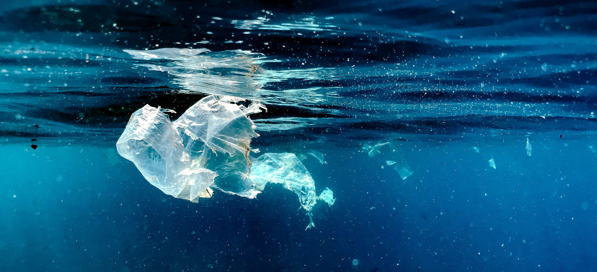 Bioengineering, Biomimicry Spawn Novel Solutions to Marine Plastic Pollution