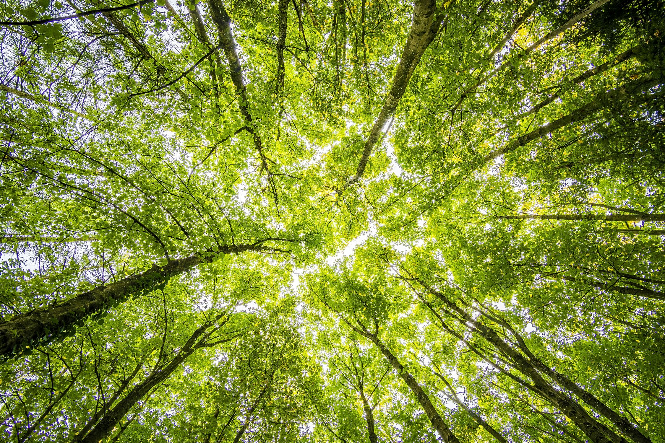 Assurant Collaborates with Arbor Day Foundation and AT&T to Reforest Important California Ecosystem
