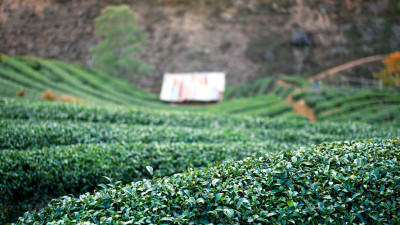 Suntory Doubling Down on Regenerative Ag Efforts