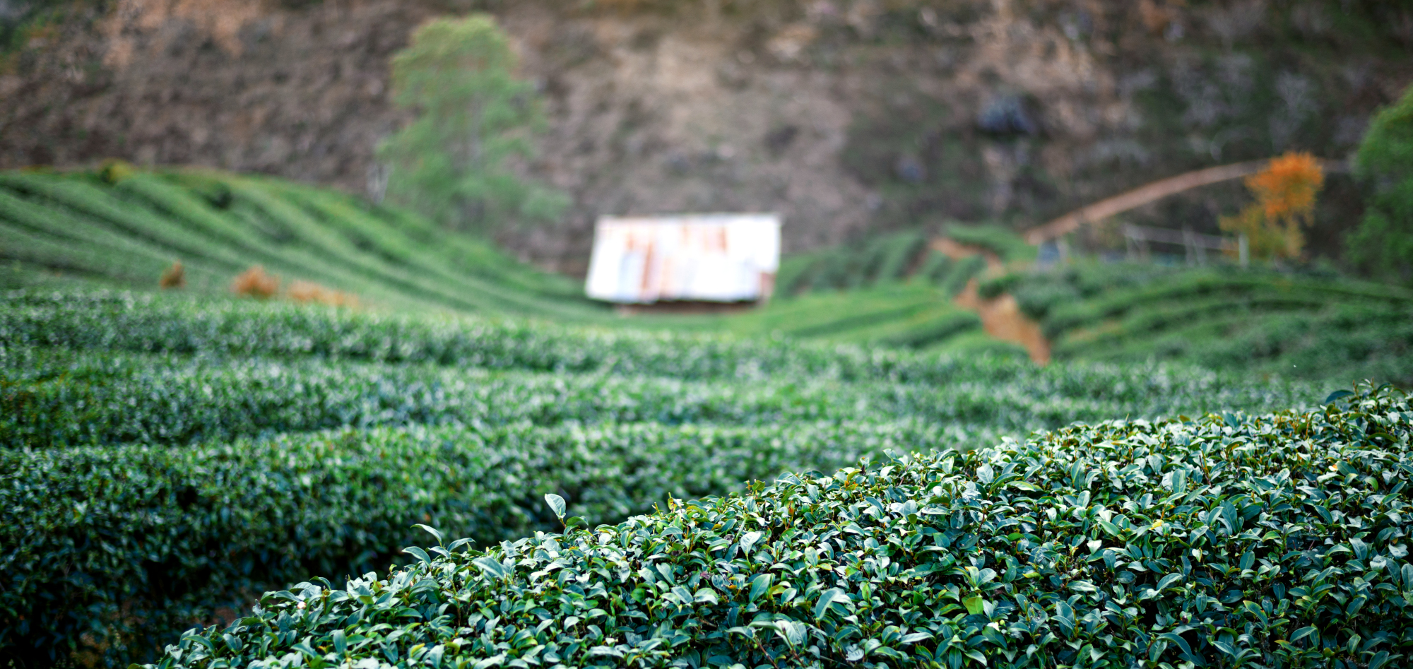 Suntory Doubling Down on Regenerative Ag Efforts