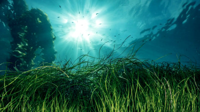 Innovation Watch: Turning the Tide on Ocean Health