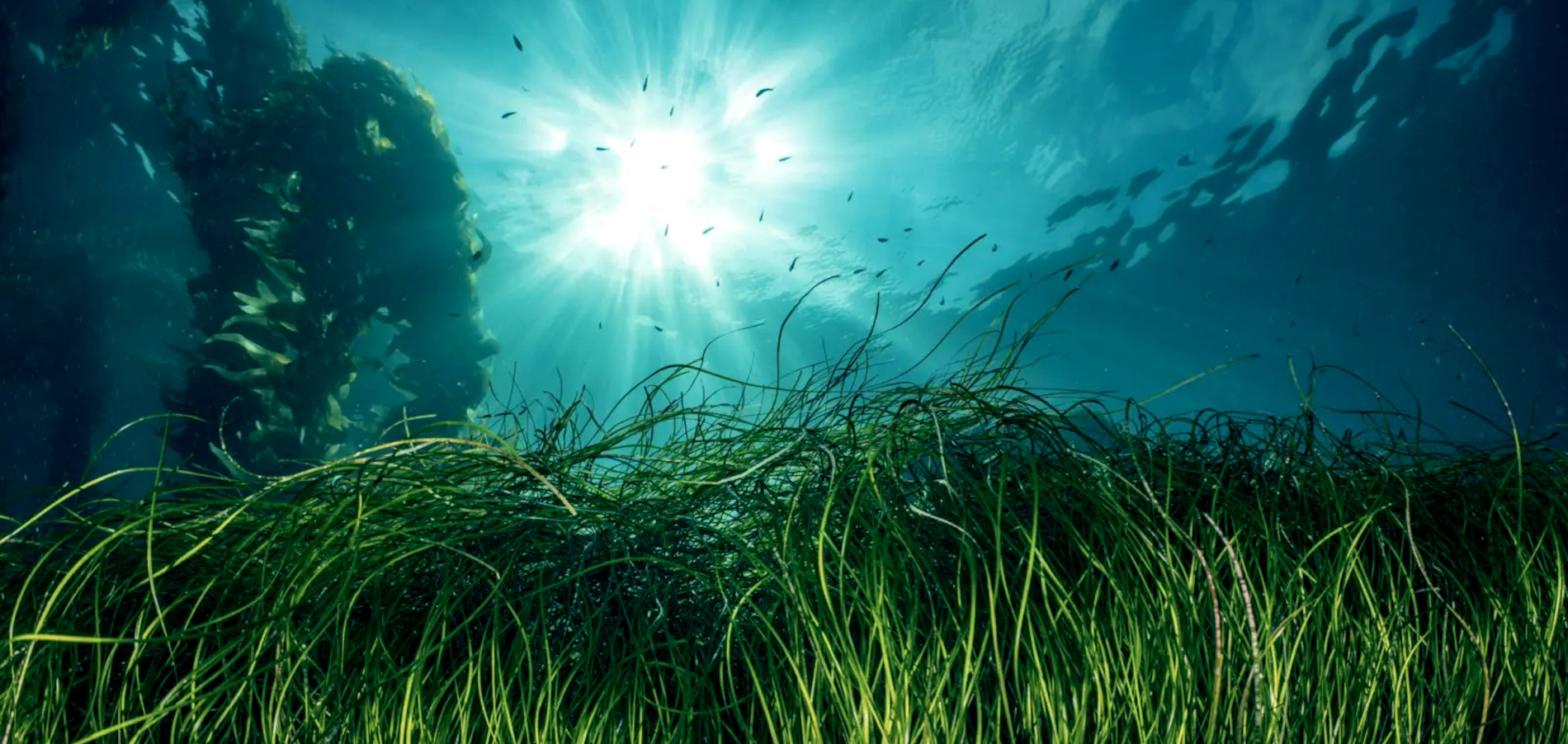 Innovation Watch: Turning the Tide on Ocean Health