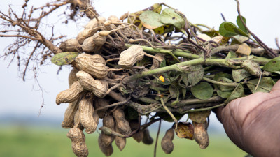 Mars Invests $15M in Pursuit of Climate-Resilient Peanut