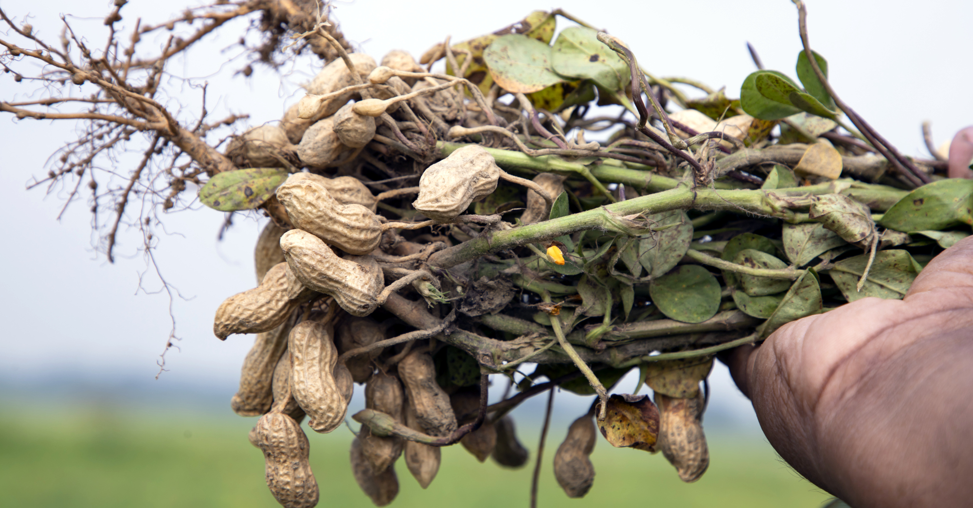 Mars Invests $15M in Pursuit of Climate-Resilient Peanut