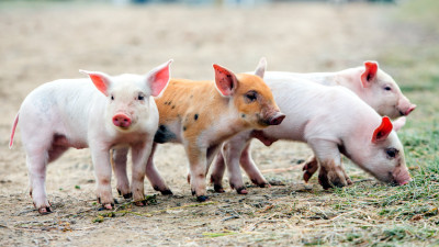 PIC: Healthier Animals = Healthier Food System, Healthier Planet