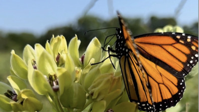 Methane-Abatement Co-Benefits Support Monarch Migration