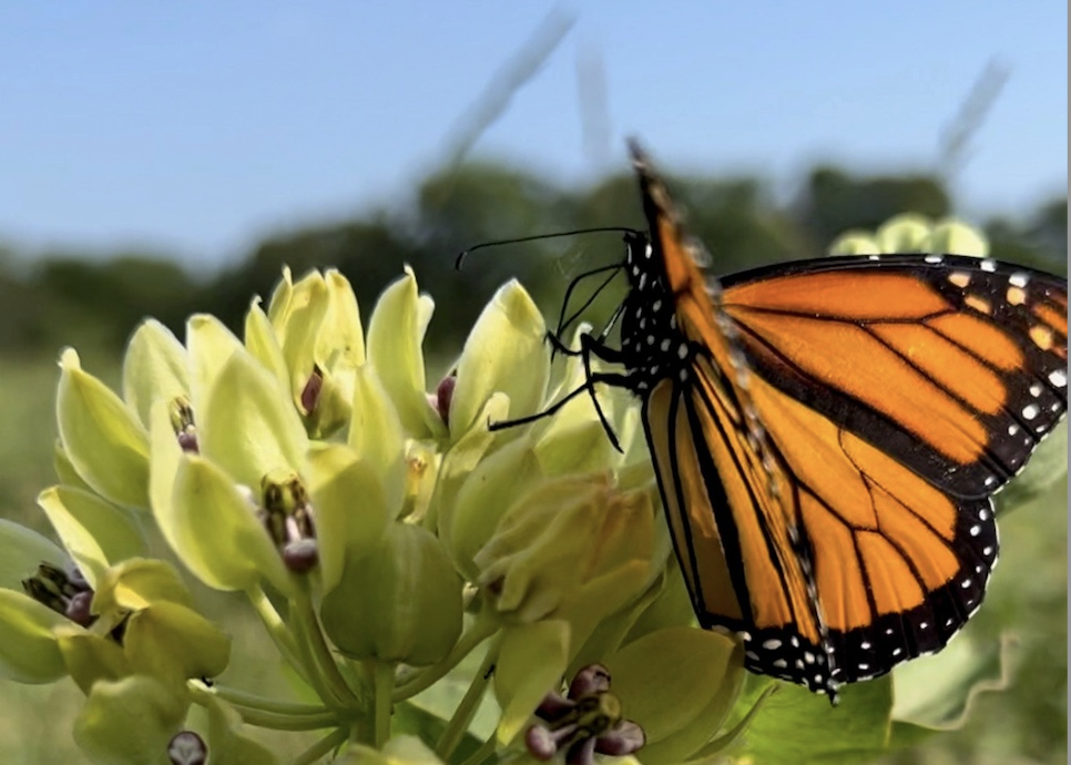 Methane-Abatement Co-Benefits Support Monarch Migration