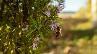 Healthy Soil, Healthy People: How Davines Inspires Beauty from the Ground Up