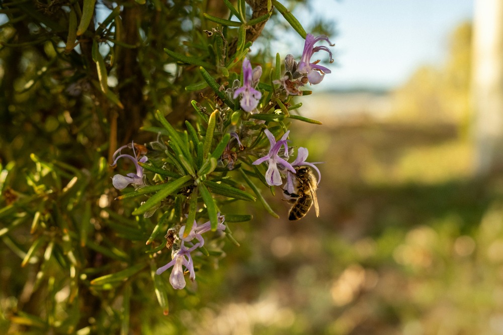 Healthy Soil, Healthy People: How Davines Inspires Beauty from the Ground Up
