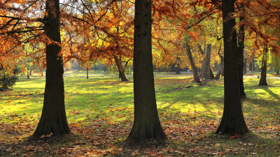 Hank Green Joins Arbor Day Foundation Podcast In Latest Episode