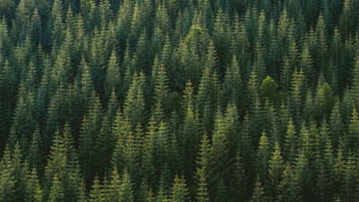 Arbor Day Foundation Using New Data Layer to Quantify the People Impacted by Trees Planted in Communities