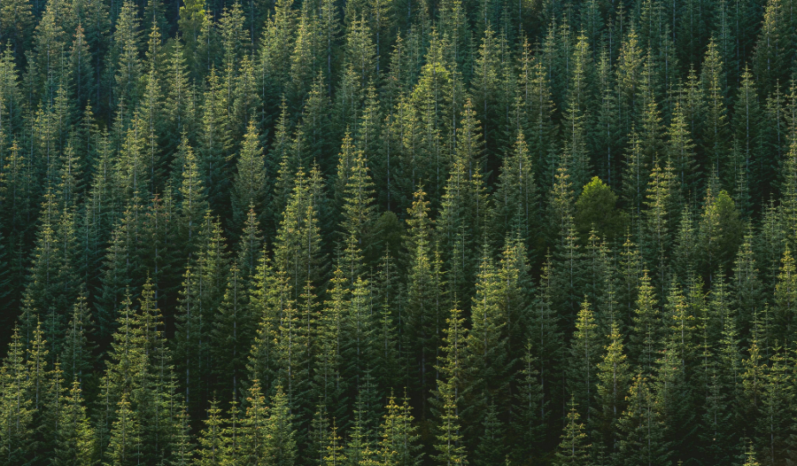 Arbor Day Foundation Using New Data Layer to Quantify the People Impacted by Trees Planted in Communities