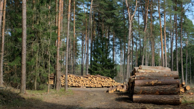 EUDR for businesses: What are the challenges — and opportunities?